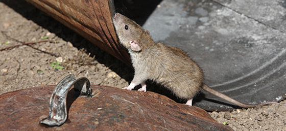 Desrodentización